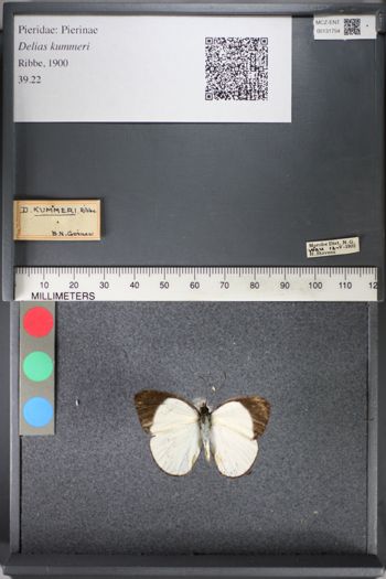 Media type: image;   Entomology 131754